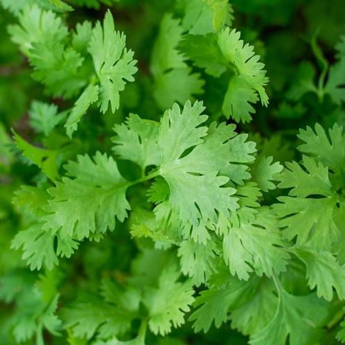 Zaden koriander (Coriandrum sativum), Tuin en Terras, Bloembollen en Zaden, Zaad, Voorjaar, Volle zon, Verzenden