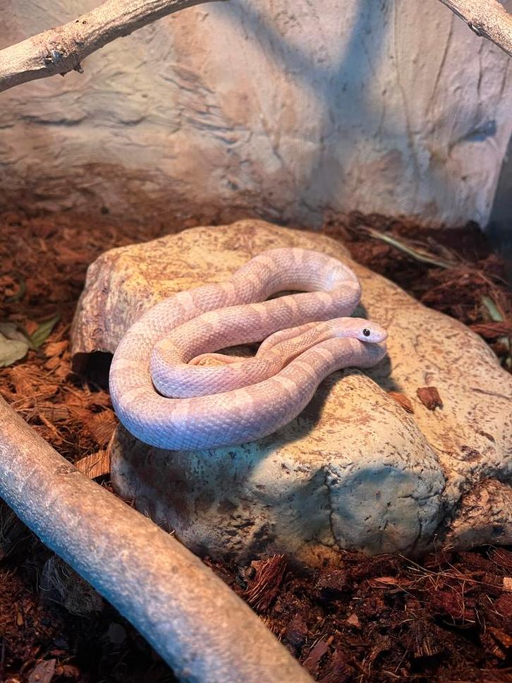 Rattenslang (Pantherophis gutatta)