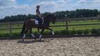 Zeer goed dressuurpaard Ruin M niveau, Gechipt, Ruin, M, Dressuurpaard