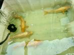 4 (grote) koi karpers, Dieren en Toebehoren, Vissen | Vijvervissen, Karper of Koi