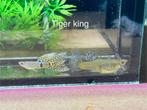 Tiger king guppy, Vis
