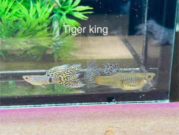 Tiger king guppy beschikbaar voor biedingen