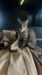 Vrouwelijke kitten en kitten van 10 weken, Dieren en Toebehoren, Katten en Kittens | Raskatten | Korthaar, Poes