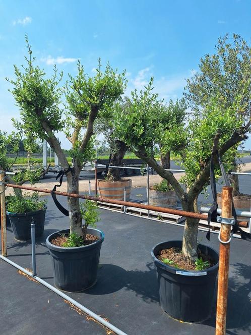 Meerstammige olijfbomen, stamomtrek 30 cm, Tuin en Terras, Planten | Bomen, Olijfboom, 100 tot 250 cm, Volle zon, Lente, Ophalen of Verzenden