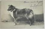 1909 hond schotse herdershond Collie Colley rashond, Verzenden, Voor 1920, Gelopen, Overige thema's