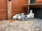 Sier duiven, Meerdere dieren, Overige soorten
