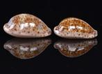 Schelpen: Cypraea annettae 29,5-32,5mm  Mexico, Ophalen of Verzenden, Schelp(en)