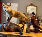 Opgezette vos op houten sokkel taxidermie uit Frankrijk, Verzamelen, Dierenverzamelingen, Ophalen of Verzenden, Gebruikt, Wild dier