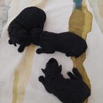 Prachtige zwarte medium labradoodle pups te koop, Overige rassen, CDV (hondenziekte), 8 tot 15 weken, Meerdere