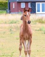 5 generaties topsport: Fürst Dior x Jameson RS2, Dieren en Toebehoren, Hengst, Dressuurpaard, 0 tot 2 jaar