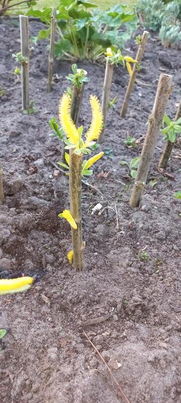 Amandelwilg (Salix Triandra) geworteld en uitgelopen stekjes beschikbaar voor biedingen