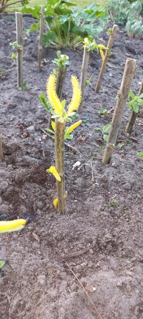Amandelwilg (Salix Triandra) geworteld en uitgelopen stekjes, Tuin en Terras, Planten | Tuinplanten, Vaste plant, Overige soorten