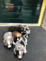 Welsh corgi cardigan pups, Dieren en Toebehoren, Overige rassen, CDV (hondenziekte), 8 tot 15 weken, Meerdere