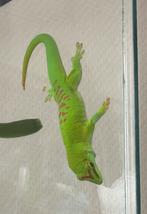Phelsuma grandis (vrouw), Amfibie, Tam, 0 tot 2 jaar