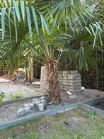 Palmboom winterhard, Tuin en Terras, Bloembollen en Zaden, Ophalen, Gehele jaar, Volle zon