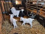 Kleine landgeit met 2 jonge knuffel bokjes, Meerdere dieren, Geit, 0 tot 2 jaar