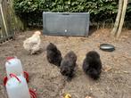 Zijdehoentjes hennen, Dieren en Toebehoren, Vrouwelijk, Kip