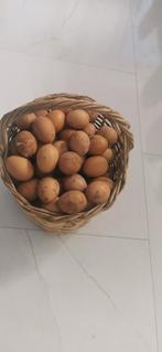 Ei, Geslacht onbekend, Kip