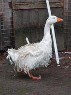 Onverwant koppel wit/ bonte krulveer/ sebastopol ganzen 2025, Meerdere dieren, Gans of Zwaan