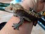 Wimpergekko man black-line, Hagedis