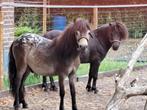 Shetlander hengstjes, Hengst, A pony (tot 1.17m), Recreatiepony, Gechipt