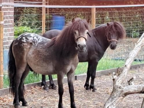 Shetlander hengstjes, Dieren en Toebehoren, Pony's, Hengst, A pony (tot 1.17m), Recreatiepony, 0 tot 2 jaar, Gechipt