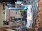 Cube aquarium, Dieren en Toebehoren, Reptielen en Amfibieën | Toebehoren, Ophalen, Zo goed als nieuw, Terrarium of Paludarium