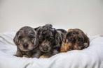 Teckel puppy´s, ruwharig standaard, Dieren en Toebehoren, Overige rassen, 8 tot 15 weken, Meerdere, Meerdere dieren