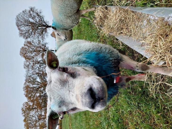 Ram Texelaar, Dieren en Toebehoren, Schapen, Geiten en Varkens, Schaap, Mannelijk