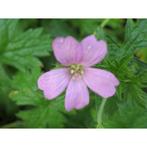 Vaste roze geranium, Tuin en Terras, Planten | Tuinplanten, Halfschaduw, Zomer, Ophalen of Verzenden, Overige soorten