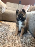 Pomeriaan / dwergkees, teefje, Parvo, 8 tot 15 weken, Teef, Eén hond