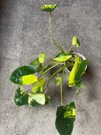 Philodendron burle marx, Huis en Inrichting, Kamerplanten, Ophalen of Verzenden, Halfschaduw, Minder dan 100 cm