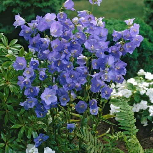 Bio zaden Prachtklokje - Campanula persicifolia | Inheems, Tuin en Terras, Bloembollen en Zaden, Zaad, Voorjaar, Volle zon, Verzenden