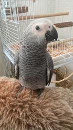 Grijze roodstaart roodfactor!!!, Dieren en Toebehoren, Vrouwelijk, Papegaai, Tam