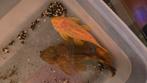 4  Plecos, Dieren en Toebehoren, Vis