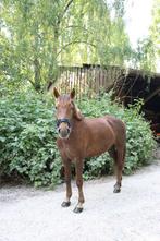 Pony, Dieren en Toebehoren, Pony's, Niet van toepassing, 7 tot 10 jaar, Recreatiepony, Merrie
