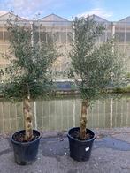 Olijfbomen 2 olijfbomen samen € 160.- winterhard, Lente, 100 tot 250 cm, Olijfboom, Ophalen