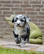 Mini Labradoodle pups | Mini Doodle x Dwergpoedel, Dieren en Toebehoren, Nederland, Overige rassen, CDV (hondenziekte), 8 tot 15 weken