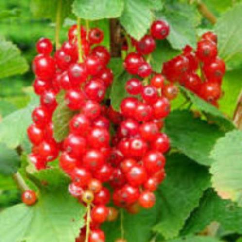 Ribes rubrum – Rode aalbes eetbaar, Tuin en Terras, Planten | Fruitbomen, Overige soorten, Minder dan 100 cm, Volle zon, Lente