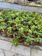 Pachysandra terminalis | vaste plant | bodembedekkers, Tuin en Terras, Planten | Tuinplanten, Ophalen, Bodembedekkers, Volle zon