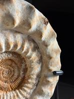 XL ammoniet fossiel op standaard, Ophalen, Fossiel