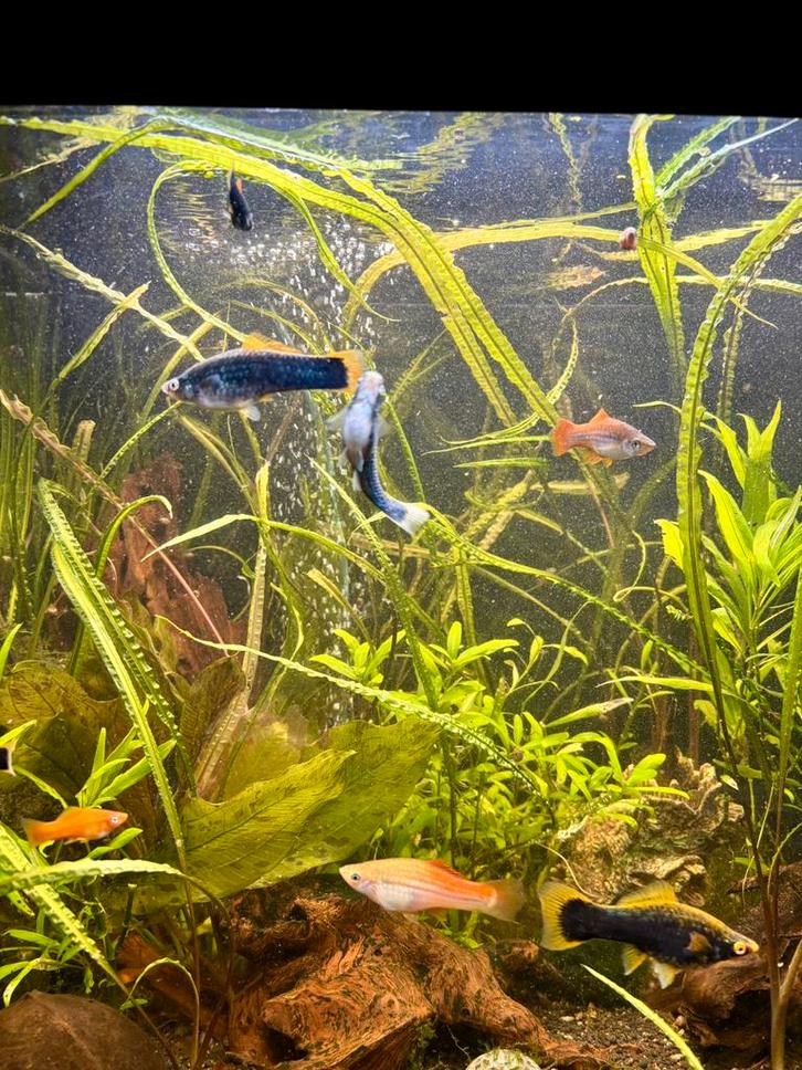 Jonge zwaarddragers, Dieren en Toebehoren, Vissen | Aquariumvissen, Vis
