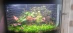 Juwel Trigon 190L aquarium met LED, Dieren en Toebehoren, Vissen | Aquaria en Toebehoren, Ophalen, Zo goed als nieuw, Leeg aquarium