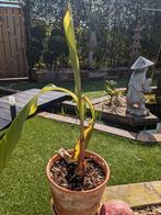 Musa bananen Boom, Tuin en Terras, Planten | Tuinplanten, Ophalen of Verzenden