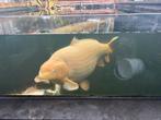 HQ koi bestand tekoop, Dieren en Toebehoren, Vissen | Vijvervissen, Karper of Koi