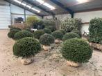 Taxus bollen leverbaar tot 200 cm! Prijs vanaf euro 35,-., Ophalen of Verzenden, Taxus, Struik, Minder dan 100 cm