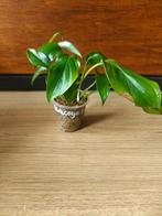 Monstera acacoyaguensis plantjes/stekjes, Ophalen of Verzenden, Halfschaduw, Minder dan 100 cm