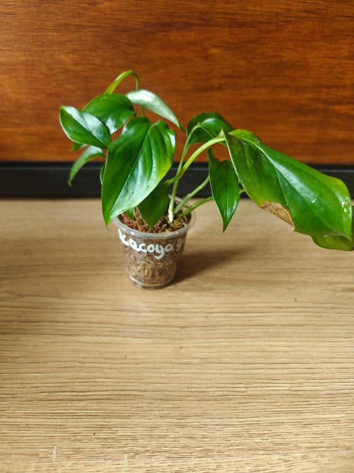 Monstera acacoyaguensis plantjes/stekjes, Huis en Inrichting, Kamerplanten, Minder dan 100 cm, Halfschaduw, Ophalen of Verzenden