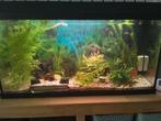 Aquarium Juwel 125 in keurige en lekvrije staat, Ophalen, Zo goed als nieuw, Gevuld zoetwateraquarium
