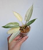 Philodendron Florida Ghost, Huis en Inrichting, Overige soorten, Minder dan 100 cm, Ophalen of Verzenden, Halfschaduw